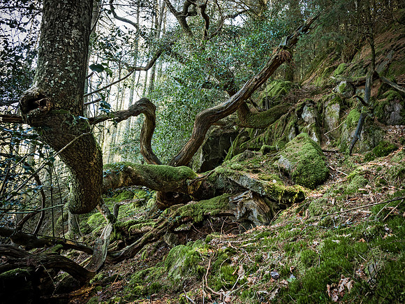 Heiss_Portfolio-Heiss-_GH78805