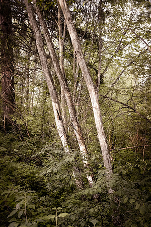 Heiss_Portfolio-_DSF4119