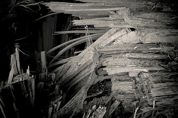 Arbor-0001-GH-2012