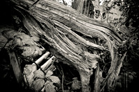 Arbor-0003-GH-2012