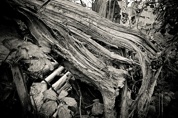 Arbor-0003-GH-2012