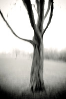 Arbor-0004-GH-2012