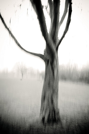 Arbor-0004-GH-2012