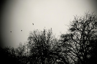 Arbor-0006-GH-2012