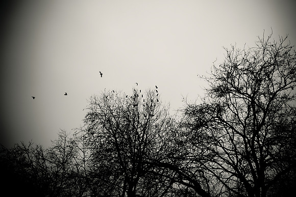 Arbor-0006-GH-2012