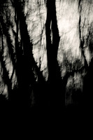 Arbor-0007-GH-2012