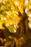 Arbor-0011-GH-2012
