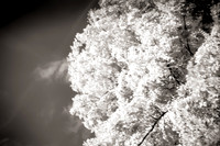 Arbor-0013-GH-2012