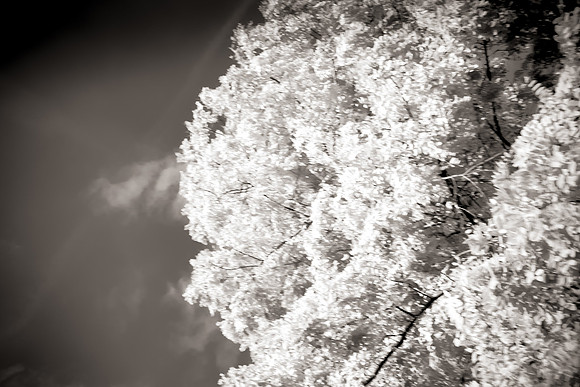 Arbor-0013-GH-2012