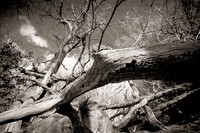 _GH78982