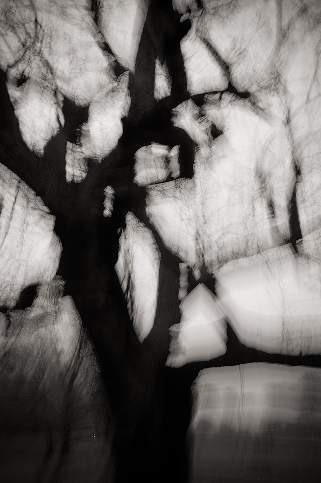Dark Land: Forests of the Mind
