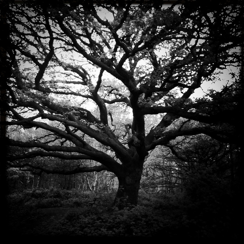 Dark Land: Forests of the Mind