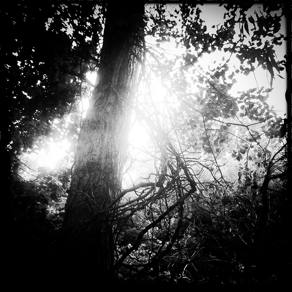 Dark Land: Forests of the Mind