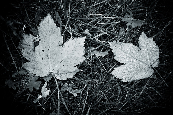 0001SDIM0035