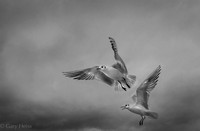 _DSF5619