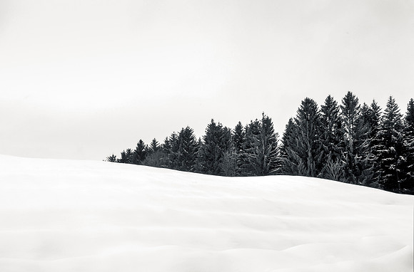 Fir Trees Austria