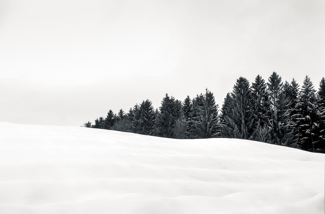 Fir Trees Austria