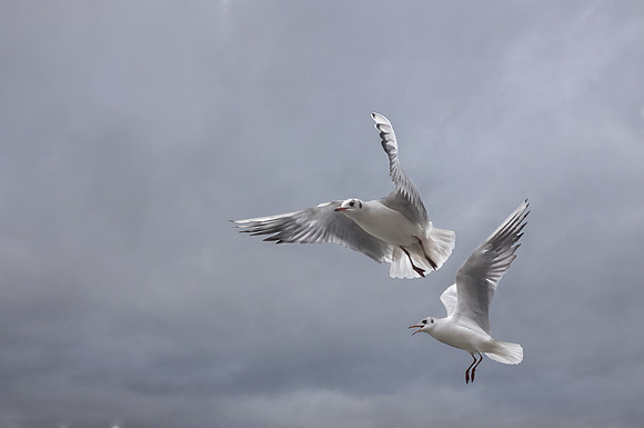 Seagulls