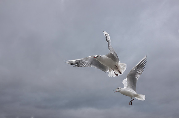Seagullsprintlarge