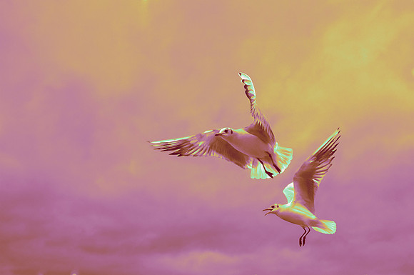 Seagullspurple