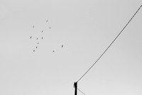 GH_IRD_-5460