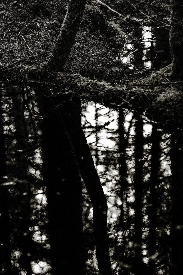 _DSF7460