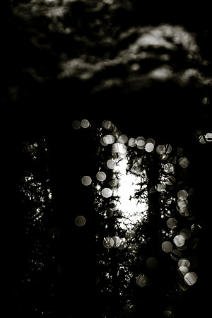 _DSF7447