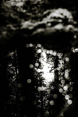 _DSF7448