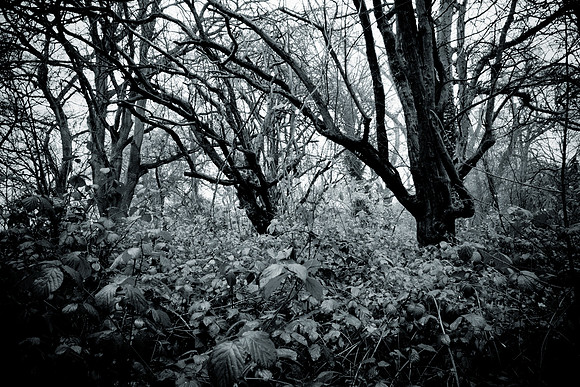 0015SDIM0036