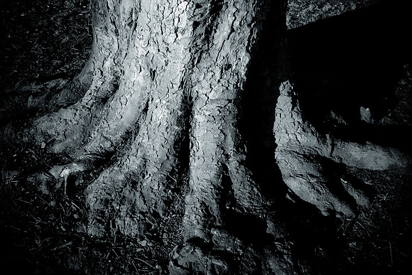 0006SDIM0001