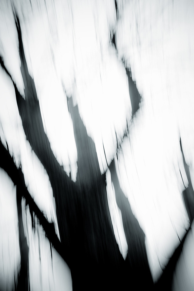 Dark Land: Forests of the Mind
