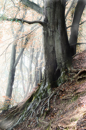 Redhill Woods2 copy