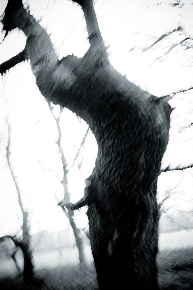 Dark Land: Forests of the Mind