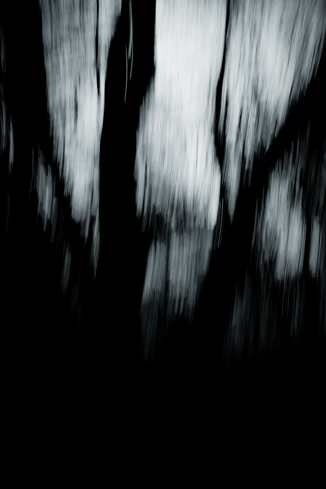 Dark Land: Forests of the Mind