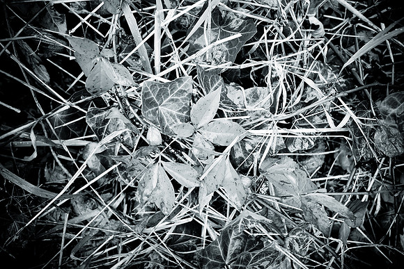 0005SDIM0047