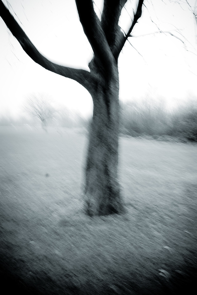 Dark Land: Forests of the Mind
